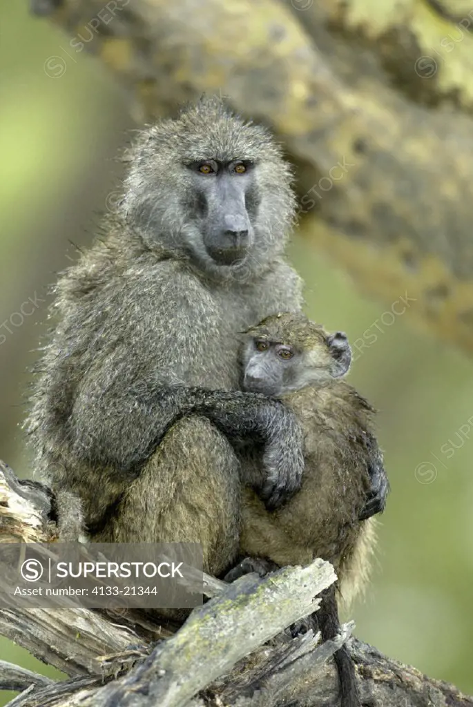 Anubis Baboon Papio anubis Lake Nakuru Kenya