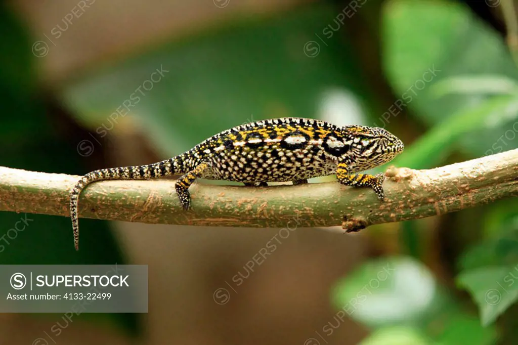 Chamaeleon Furcifer lateralis, Furcifer lateralis, Madagascar, adult female on tree