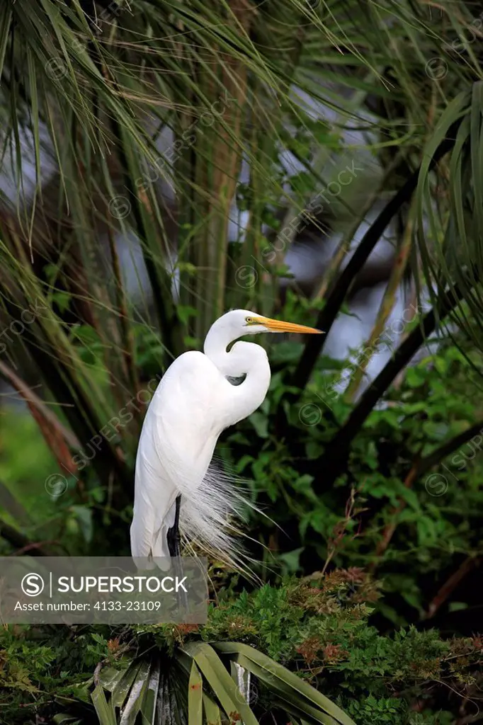 Great White Egret,Egretta alba,Florida,USA,adult on tree in breeding plumage