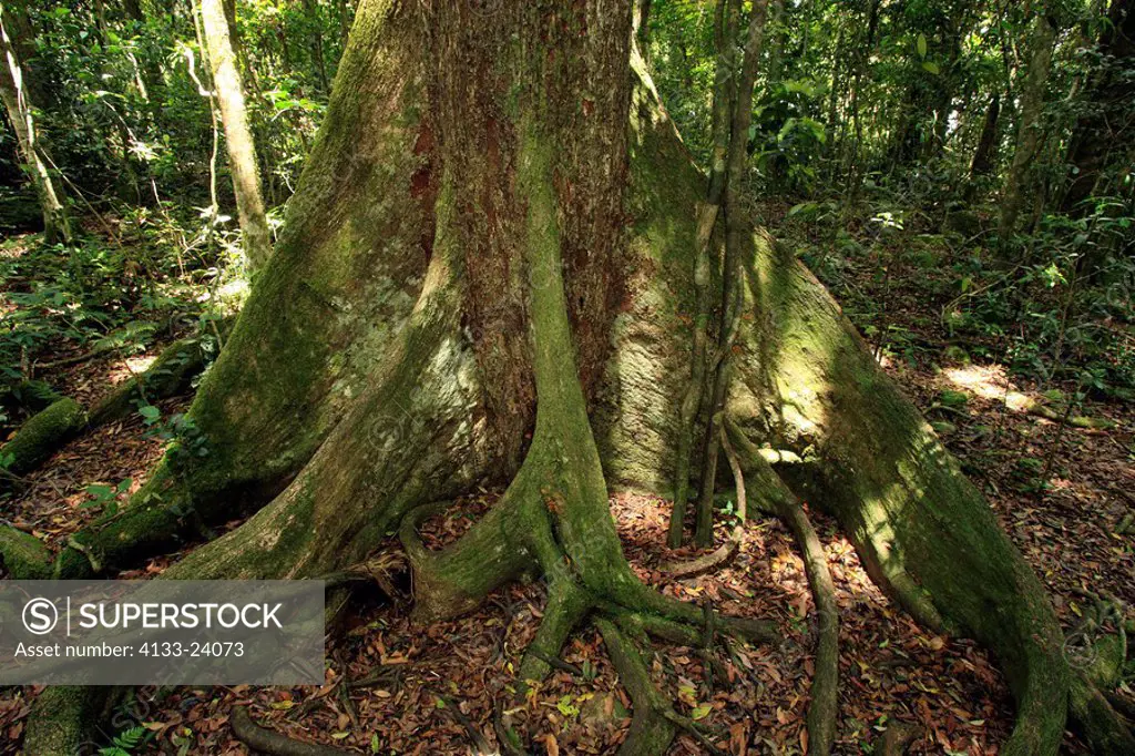 Black Booyong,Argyrodendron actinophyllum,Lamington National Park,Australia,tree trunk