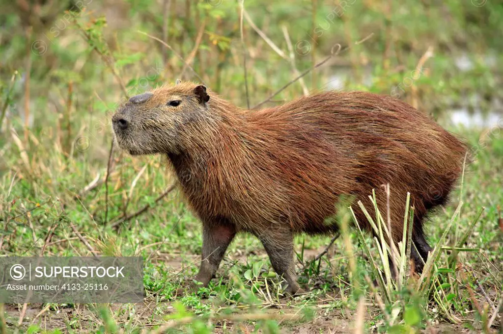 Capybara - Hydrochoerus hydrochaeris - Arte Fotográfico