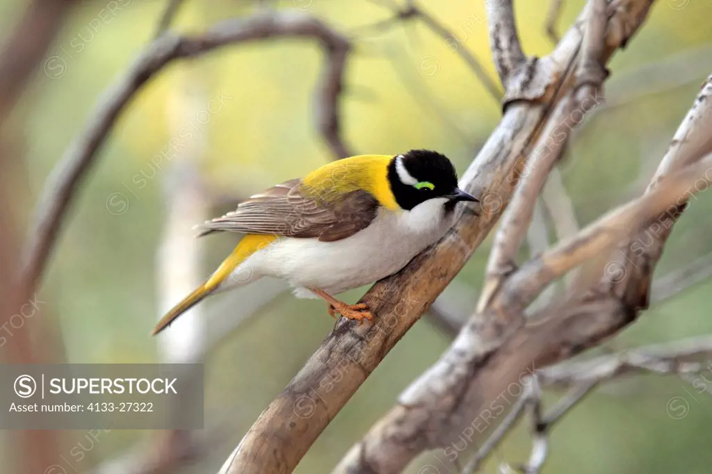 Golden_Backed Honeyeater,Melithreptus gularis laetior,Outback,Northern Territory,Australia,on tree