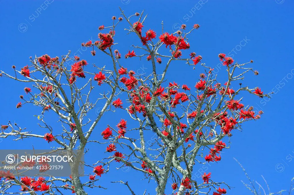 Naked Coral Tree,Erythrina coralloides,Western Cape,South Africa,Africa,tree blooming