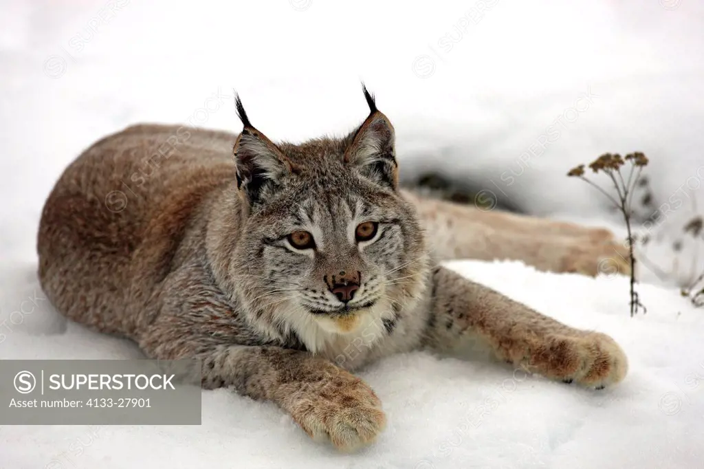 European Lynx,Felis lynx,Montana,North America,USA,adult winter in snow