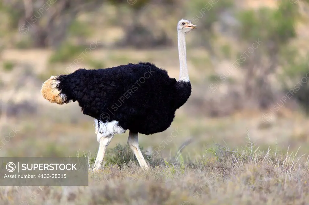 South African Ostrich,Struthio c.australis,Mountain Zebra Nationalpark,South Africa,Africa,adult male