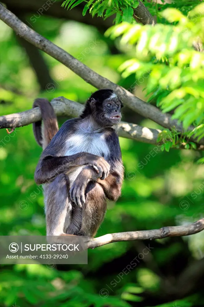 Variegated Spider Monkey,Ateles belzebuth hybridus,South America,adult sitting on tree
