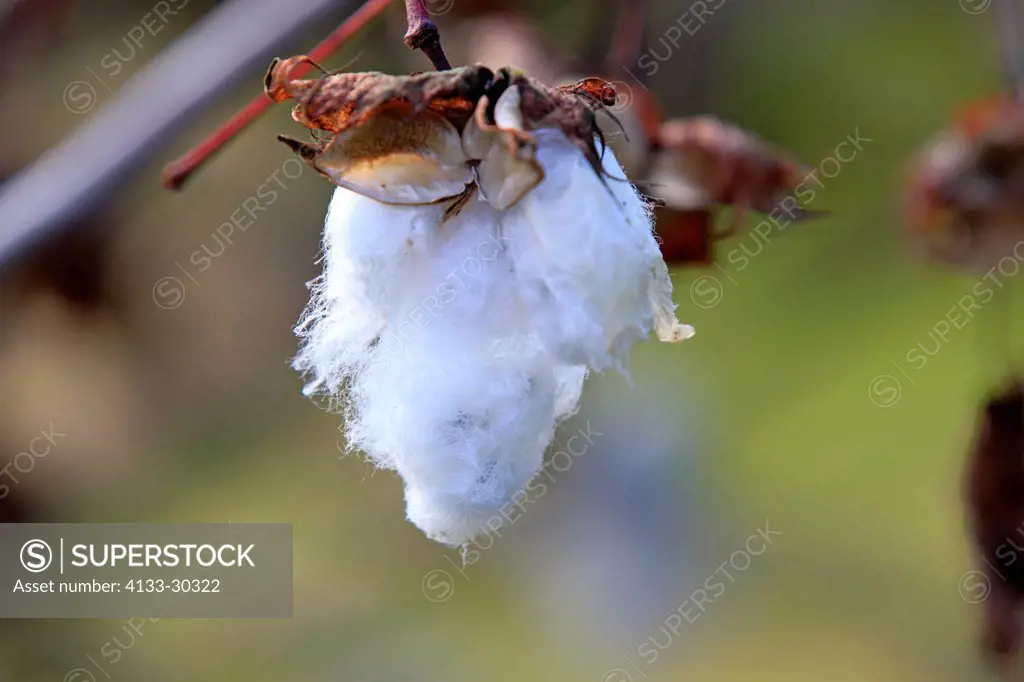 Kapok Tree, Bombax ceiba, Nosy Be, Madagascar, Africa, fruit