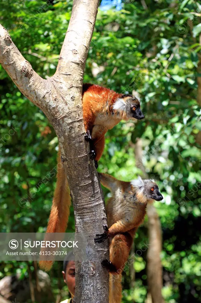 Black Lemur, Eulemur macaco, Nosy Komba, Madagascar, Africa, two females