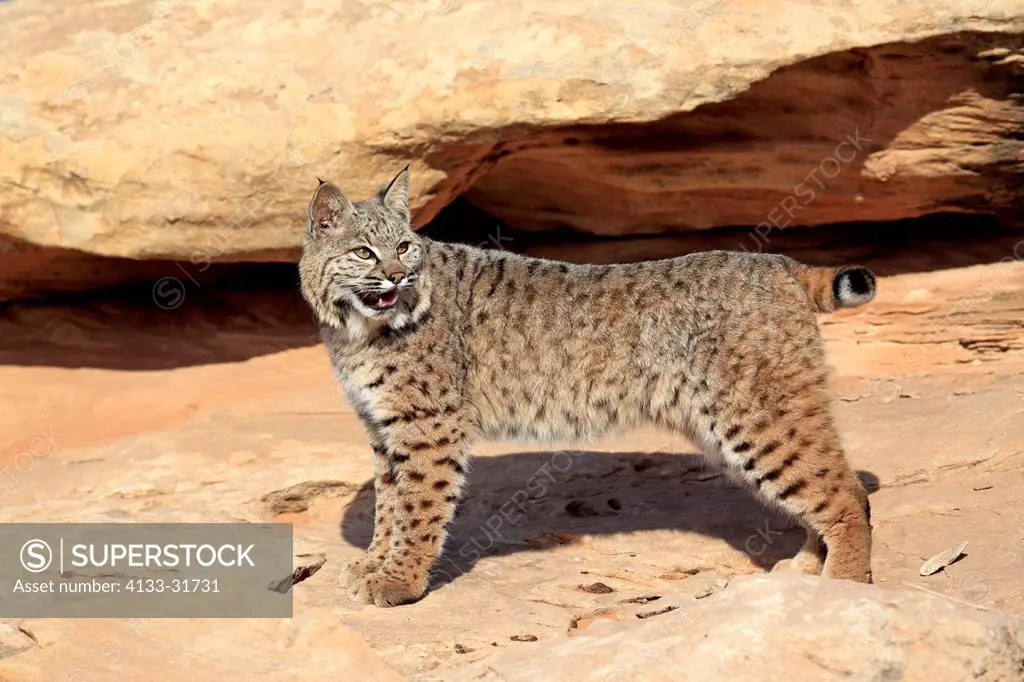 Bobcat, Lynx rufus, Monument Valley, Utah, USA, adult snarling