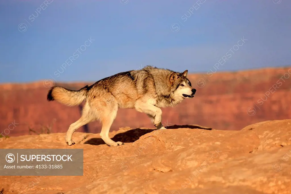 Gray Wolf, Timber Wolf, Canis lupus, Monument Valley, Utah, USA, North America, adult stalking