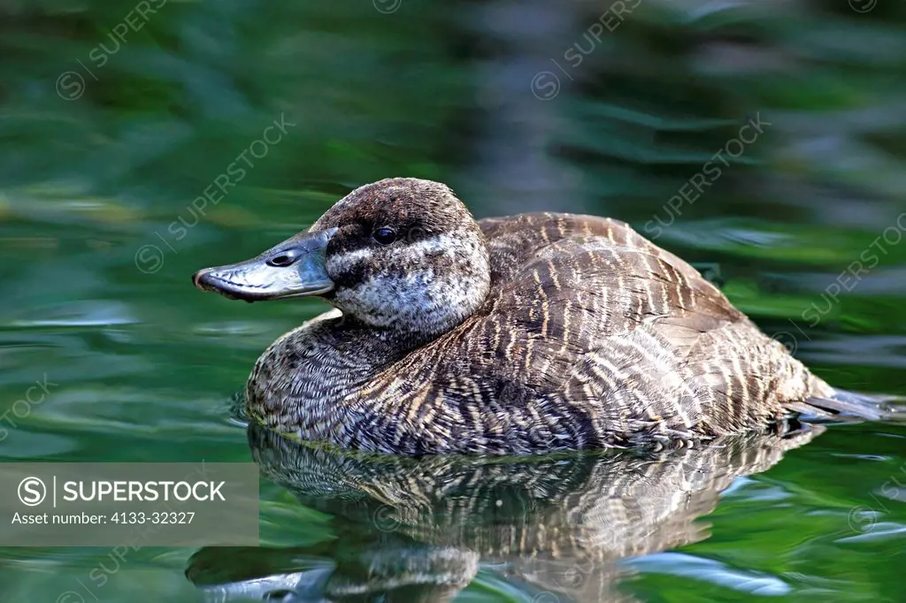 Lake Duck, Oxyura vittata, Argentine Blue_bill, Argentine Lake Duck, Argentine Ruddy Duck, South America, adult female swimming