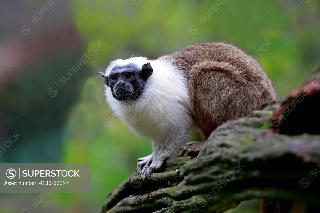 Pied Tamarin,Saguinus bicolor, South America, adult on tree