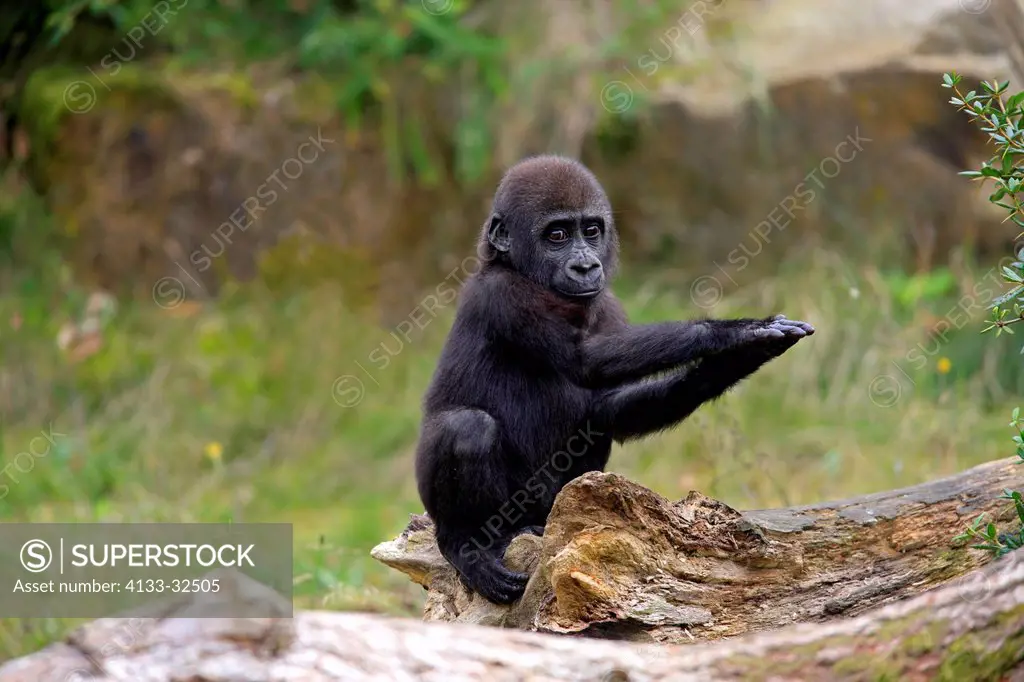 Lowland Gorilla,Gorilla gorilla, Africa, young clapping hands