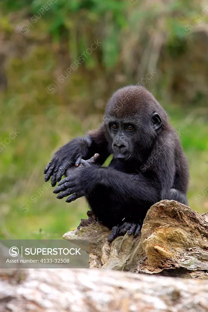 Lowland Gorilla,Gorilla gorilla, Africa, young clapping hands