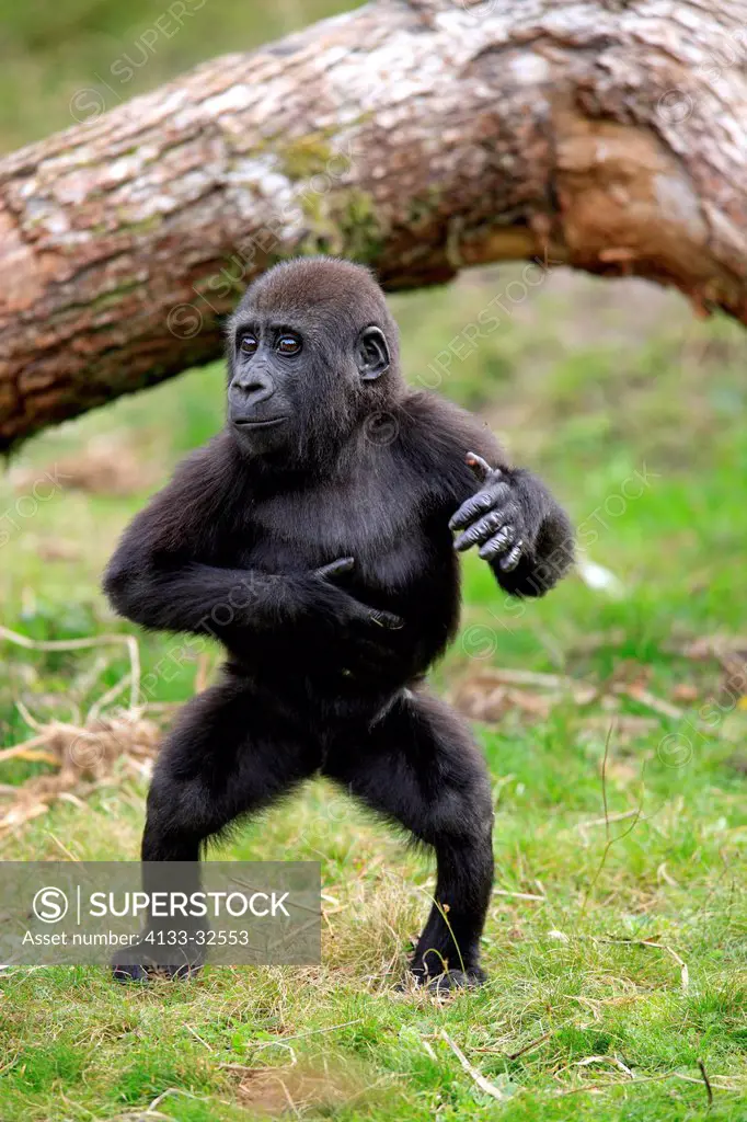 Lowland Gorilla,Gorilla gorilla, Africa, young clapping hands