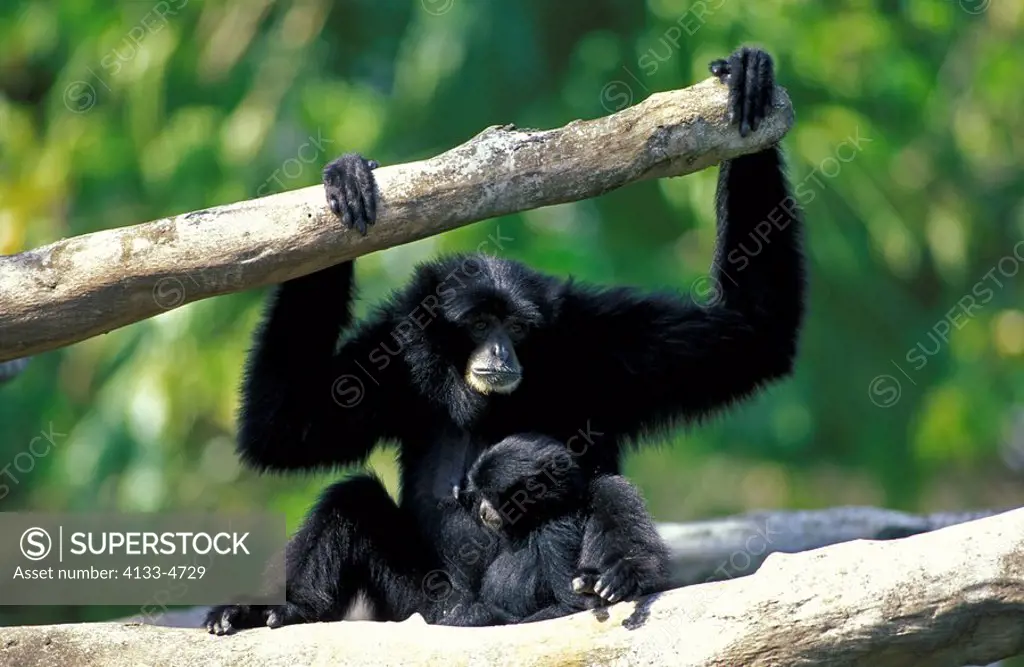 Siamang,Symphalangus syndactylus,Asia,adult mother with young