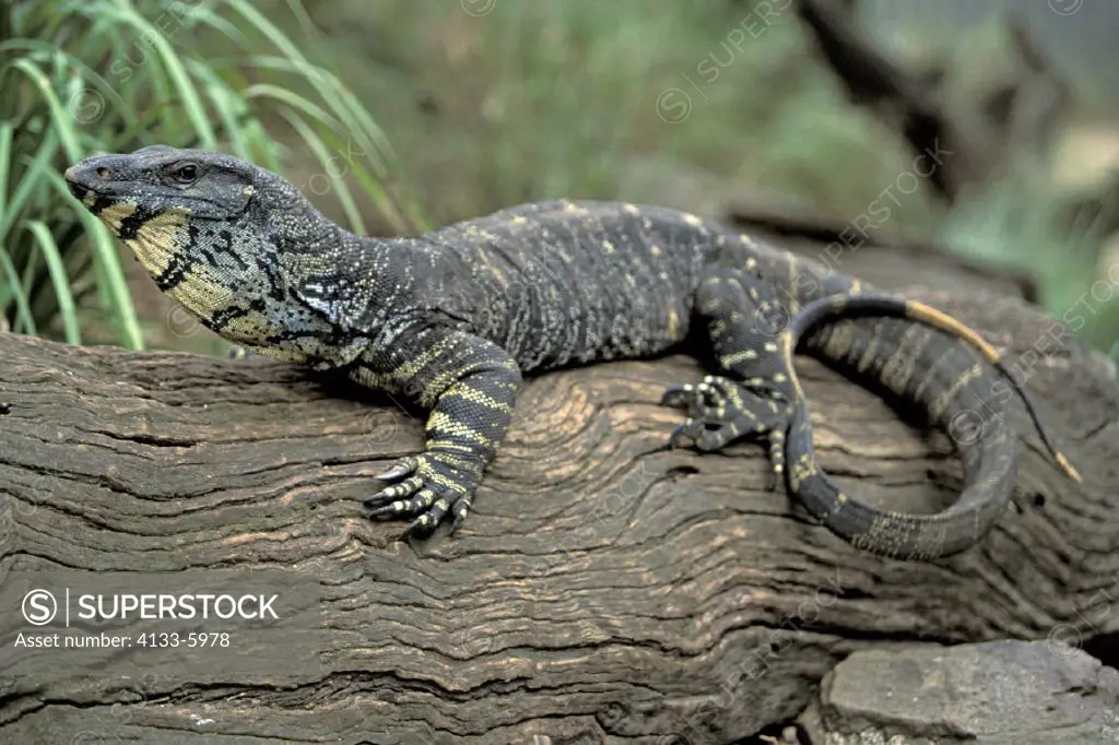 Lace Monitor , Varanus varius , Australia , adult