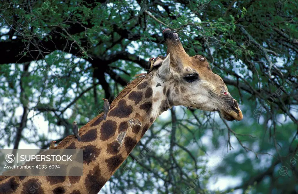 Cape Giraffe,Giraffa c  giraffa,Kruger Nationalpark,South Africa,Africa,adult portrait with oxpecker