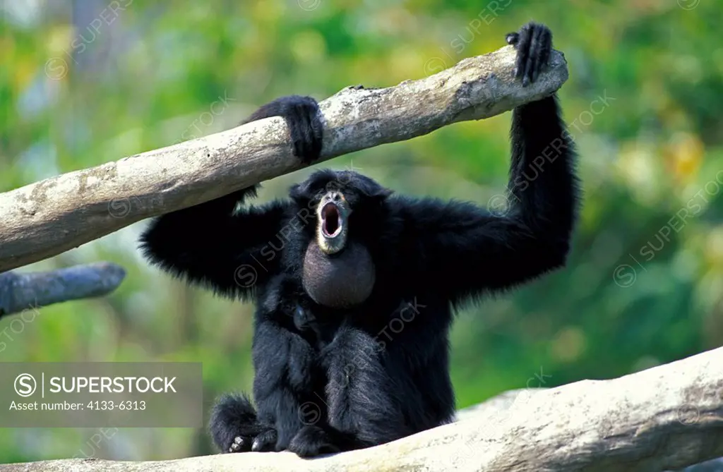 Siamang,Symphalangus syndactylus,Asia,adult mother with young calling