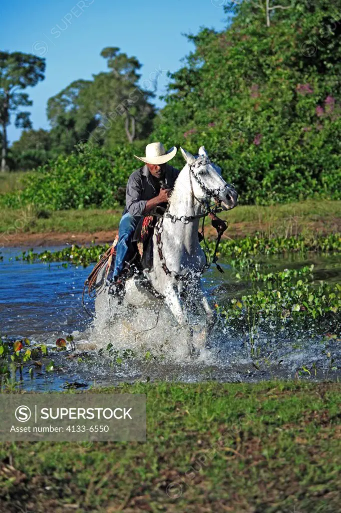 Pantanal Cowboy,Pantaneiro,Horse,Pantaneiro Horse,Pantanal,Brazil,riding,crossing water