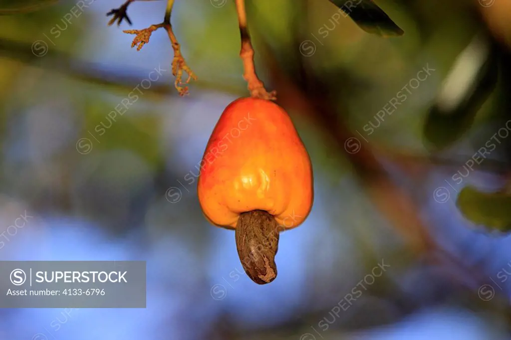 Cashew Nut,Anacardium occidentale,cashews,Roatan,Honduras,Caribbean,Central America,Latin America,fruit on tree