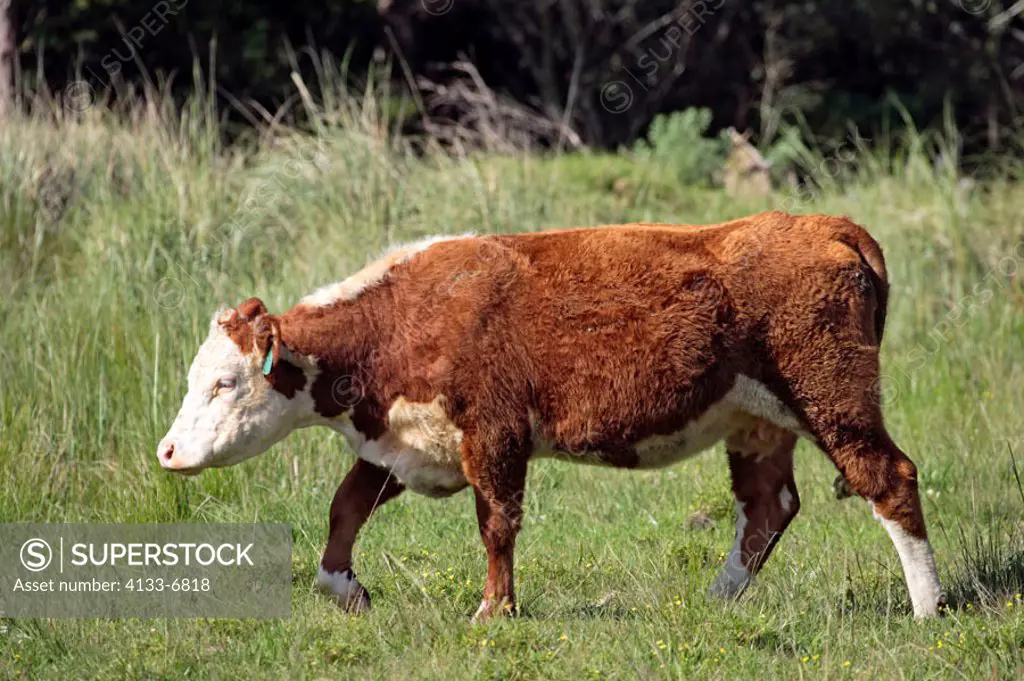 Cattle Domestic Animal Stellenbosch South Africa Africa