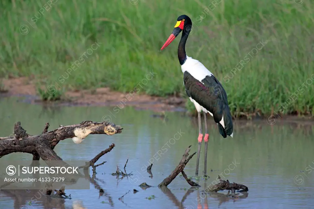 Saddlebill Stork, Ephippiorhynchus senegalensis, Sabie Sand Game Reserve, South Africa , Africa, adult in water