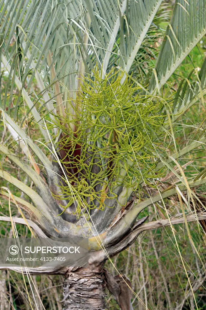 Raffia Palm, Raphia farinifera, Madagascar, bloom