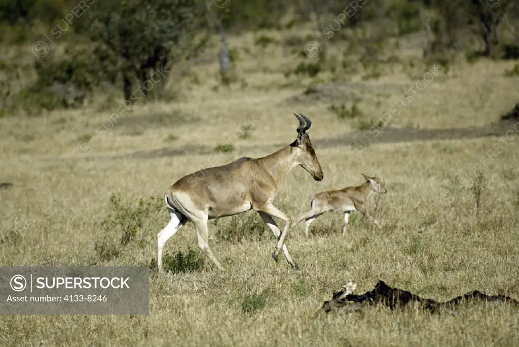 Bubal Hartebeest, Alcelaphus buselaphus, Masai Mara, Kenya, adult with young