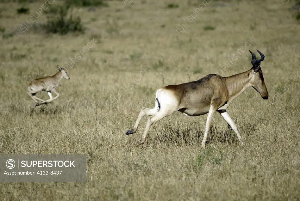 Bubal Hartebeest, Alcelaphus buselaphus, Masai Mara, Kenya, adult with young