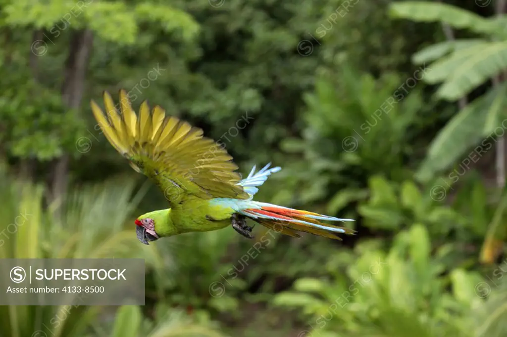 Military Green Macaw , Great Green Macaw , Grand Military Macaw , Ara militaris , Roatan , Honduras , Central America , South America , America