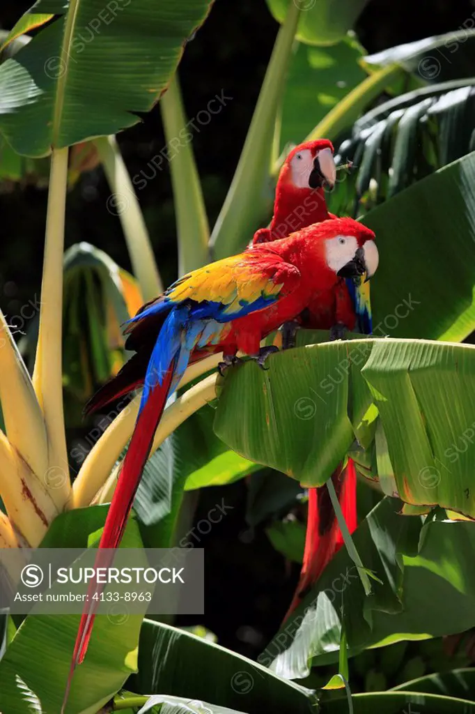 Scarlet Macaw,Ara macao,Roatan,Honduras,Caribbean,Central America,Latin America,two adults banana plant