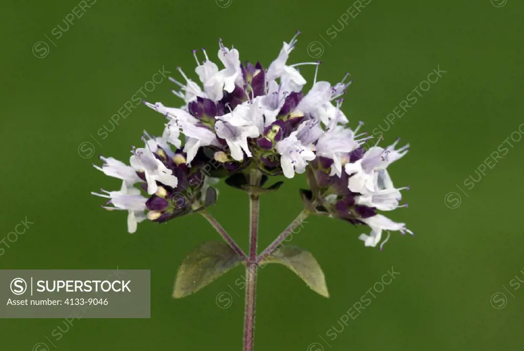 Marjoram, Origanum majorana, Germany, bloom herb