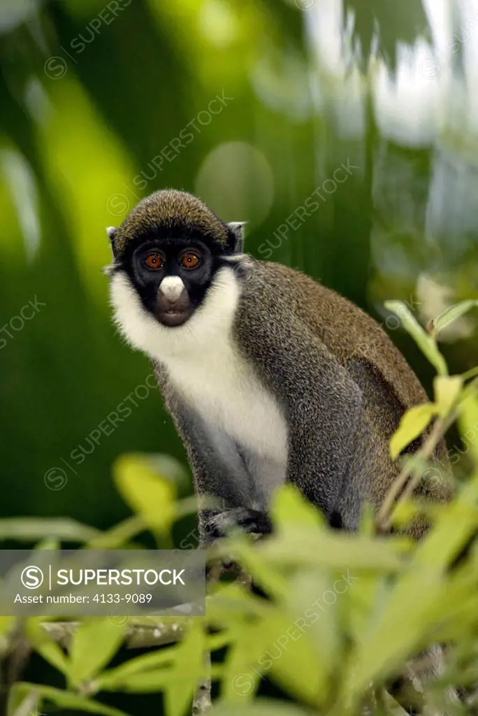 Lesser white nosed Guenon Cercopithecus petaurista Africa