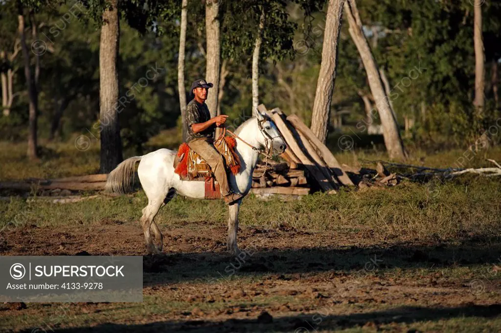 Pantanal Cowboy,Pantaneiro,Horse,Pantaneiro Horse,Pantanal,Brazil,riding