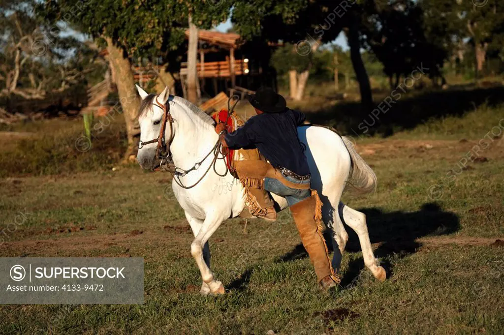 Pantanal Cowboy,Pantaneiro,Horse,Pantaneiro Horse,Pantanal,Brazil,riding