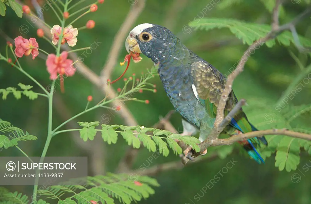 White Crowned Parrot Pionus senilis Honduras South America