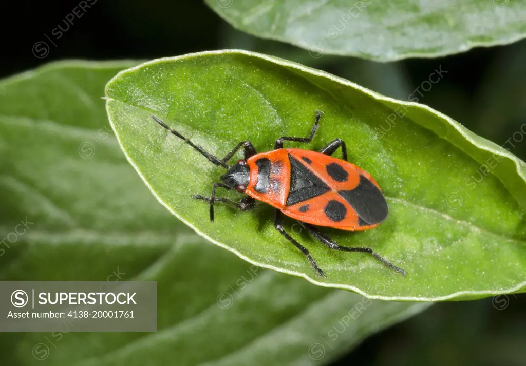 Close up of an adult Firebug (Pyrrhocoris apterus) resting on a leaf in a waste ground habitat Kyrenia North Cyprus