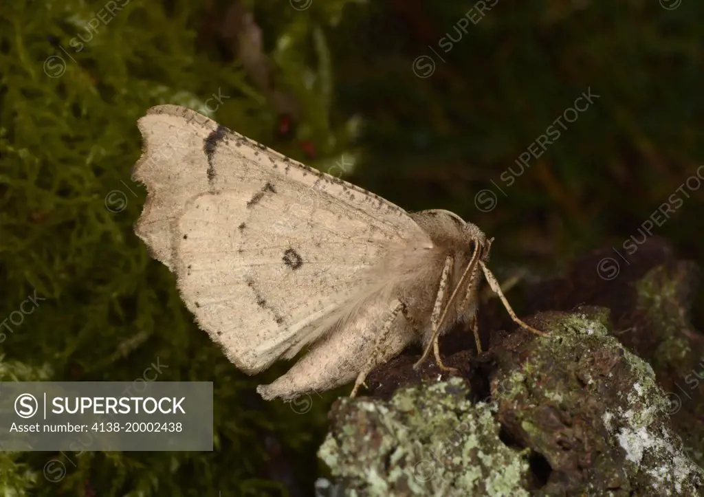Close-up of a Scalloped hazel moth (Odontopera bidentata) resting with closed wings on tree bark in a Norfolk garden in summer