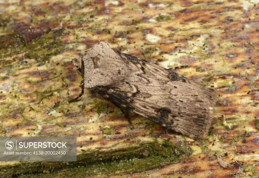 Close-up of a male Shuttle-shaped dart moth (Agrotis puta) resting on a tree in a Norfolk garden in summer