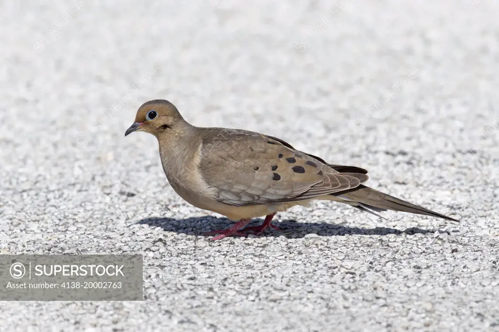 Mourning Dove