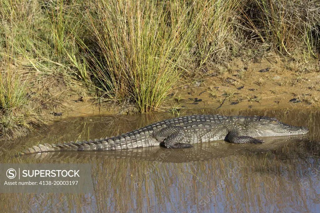 Ceylon mugger crocodile or Sri Lanka marsh crocodile Crocodylus palustris sub. kimbula, Wilpattu National Park, Sri Lanka