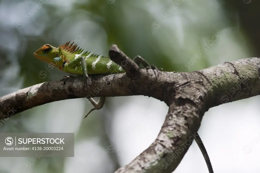 Green forest lizard Calotes calotes, color changing sequence 2/2, Wilpattu National Park, Sri Lanka