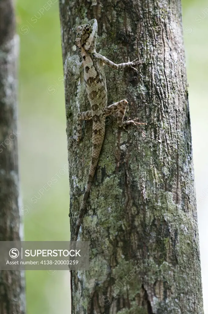 Painted-lipped lizard Calotes ceylonensis, an endemic species, Wilpattu National Park, Sri Lanka