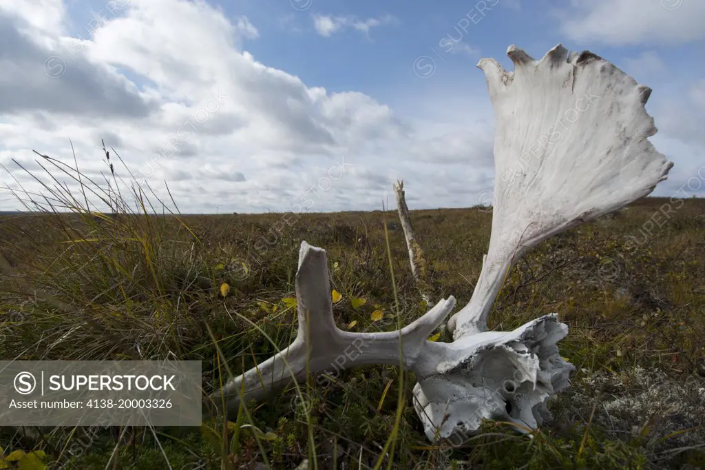 Caribou Rangifer tarandus male skull with antlers, the arctic tundra of Nunavik province, Ungava, Northern Quebec, Canada