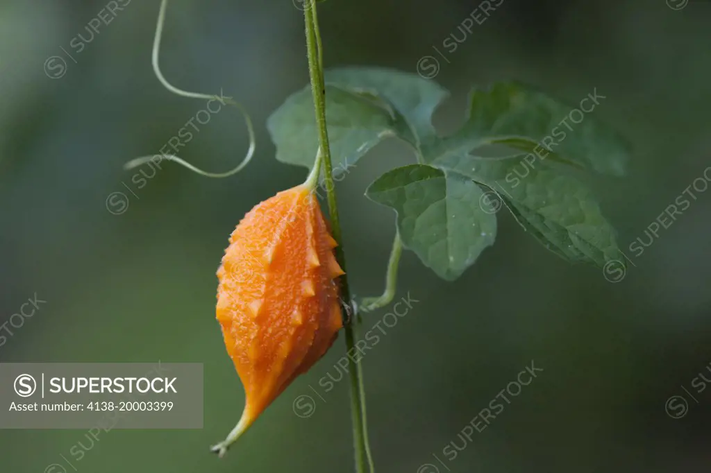 BALSAM APPLE, BALSAM PEAR, BITTER MELON or AFRICAN CUCUMBER (Momordica balsamina) Lovers Key State Park, Florida, USA. Invasive species, native to Africa. 