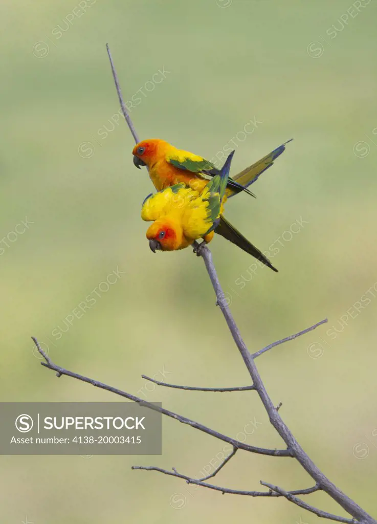 SUN PARAKEET or SUN CONURE (Aratinga solstitialis) pair mating, Karasabai, Guyana, South America. Endangered species - threatened by loss of habitat and trapping for the pet trade. 