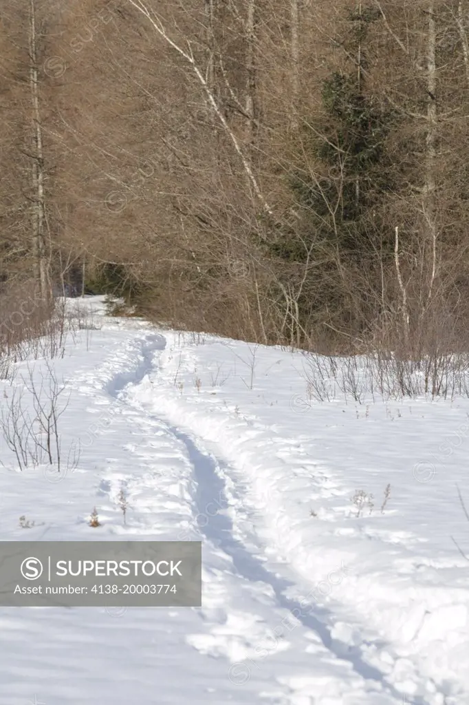 Larch forest along the Downes - Oliverian Brook Ski Trail in the White Brook drainage of Albany, New Hampshire USA during the winter months. This trail follows the old Swift River Railroad bed, which was a logging railroad in operation from 1906 - 1916