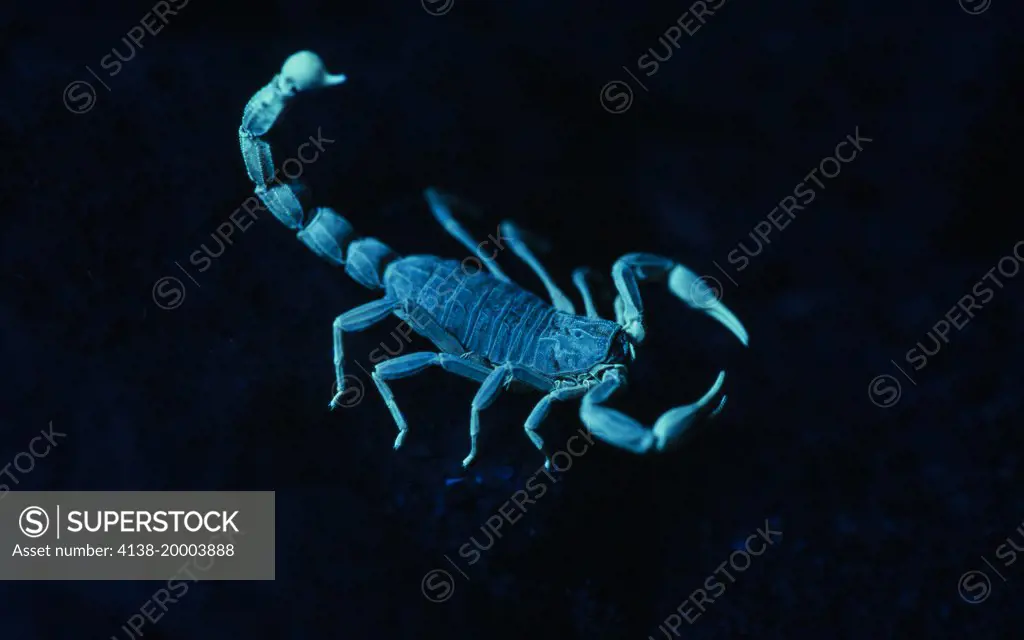 Buthus occitanus, European scorpion. Showing fluorescent colors when photographed under ultraviolete light. Portugal