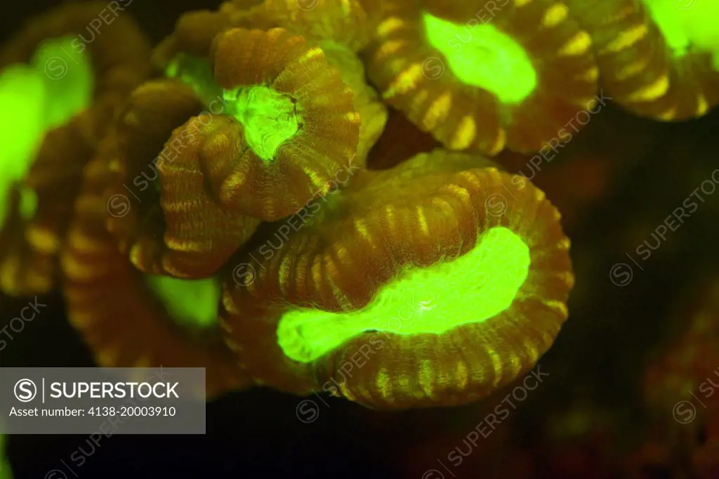 Caulastrea furcata, trumpet coral, torch coral, candy cane coral, bullseye coral showing fluorescent colors when photographed under special blue light and filter. Photographed in aquarium. Portugal